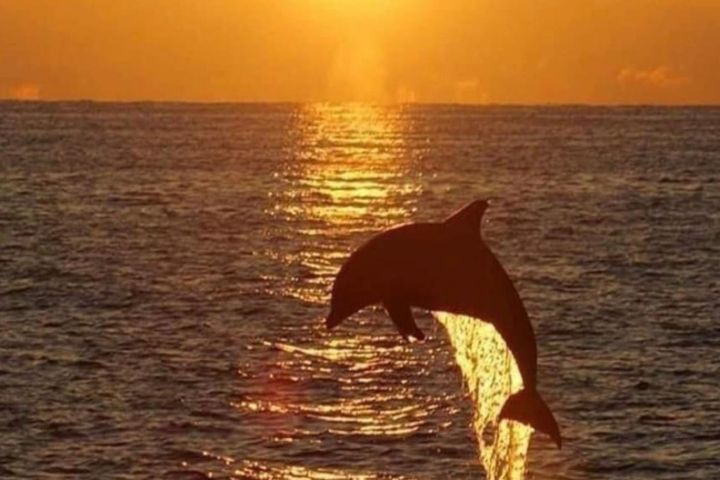 Dolphin jumping in ocean at sunset with orange sky and shimmering water.