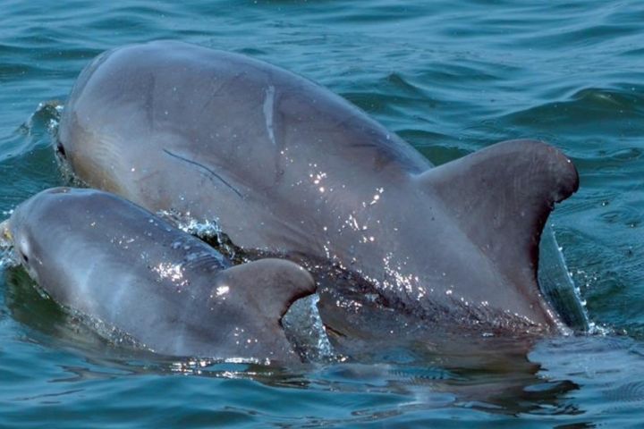 Two dolphins swimming close together in calm blue water.