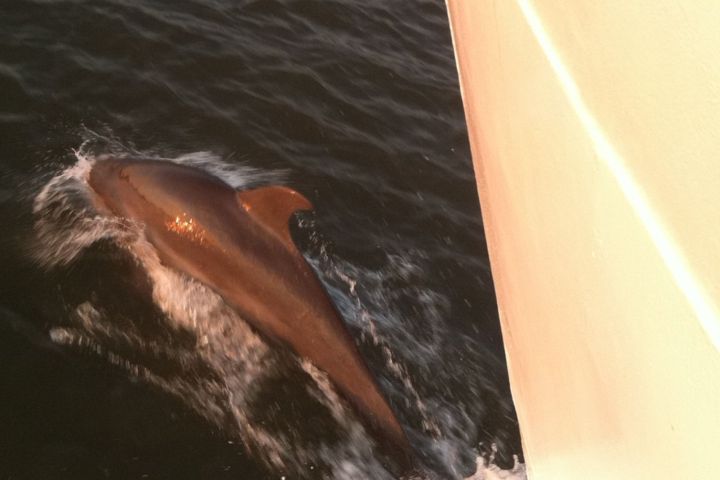 Dolphin swimming near the surface alongside a boat's hull.