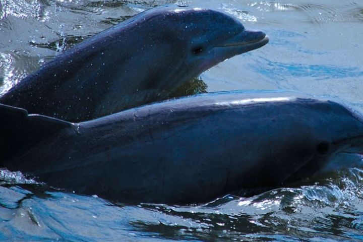 Two dolphins swimming side by side in the water.