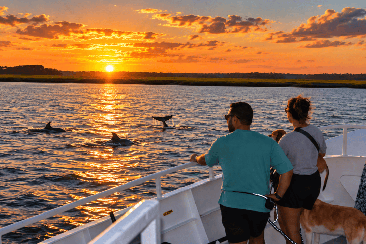 People on a boat watching dolphins at sunset on a calm sea.