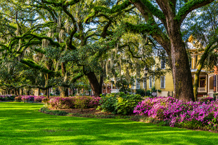 Lush park with large trees, blooming flowers, and historic houses in the background.