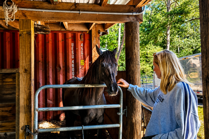 Person petting a horse in a stable with trees in the background.