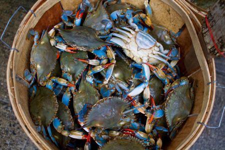 a crab on a table