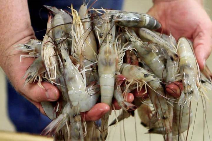 a hand holding a lobster