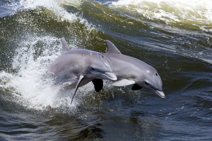 a dolphin swimming in a body of water