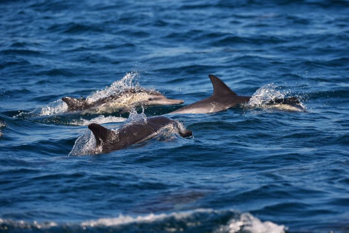 a bird swimming in water next to the ocean