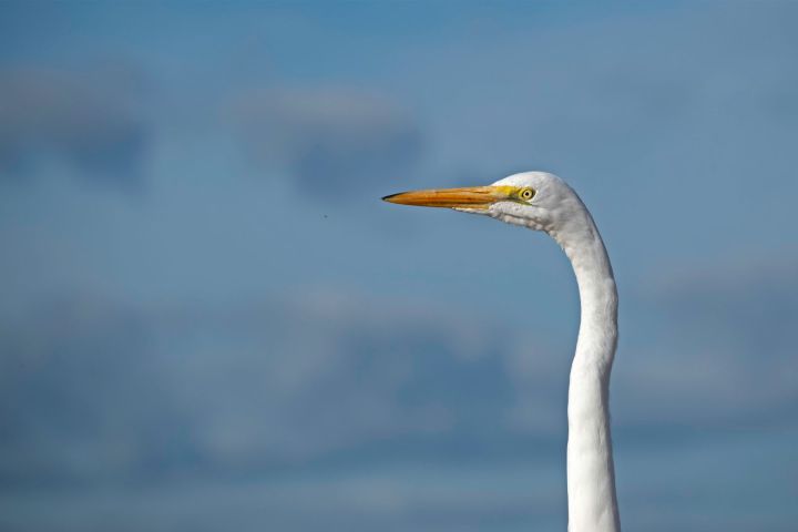 Close-up of a white egret with a long neck and yellow beak against a blue sky with clouds.