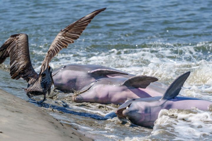 Pelican and dolphins on shore, with waves splashing around in the background.