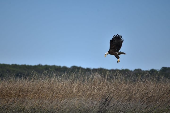 Bald eagle flying over tall grasses with a clear blue sky.