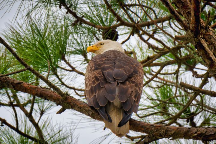Bald eagle perched on a pine tree branch with green needles in the background.