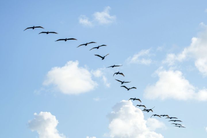 Flock of birds flying in a V formation against a blue sky with clouds.