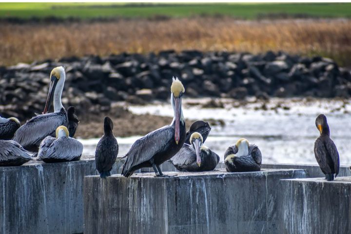Group of pelicans resting on concrete ledge by the water's edge.