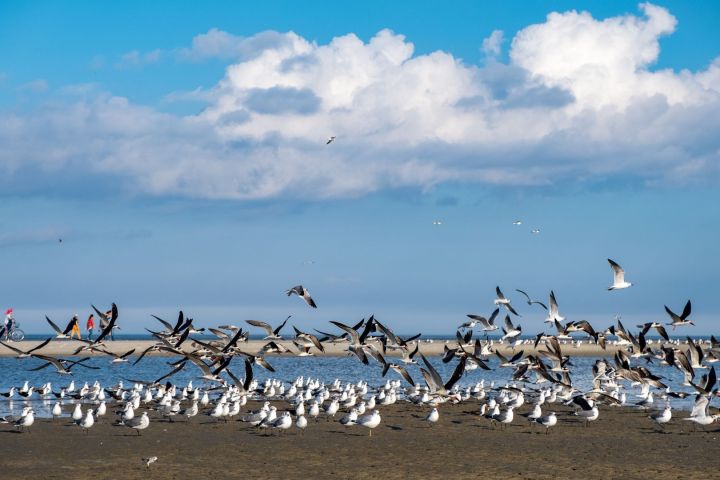 Flock of seagulls on a sandy beach with blue sky and clouds in the background.
