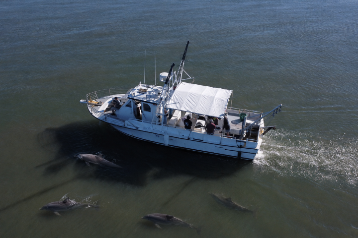 Boat on water surrounded by several dolphins swimming nearby.