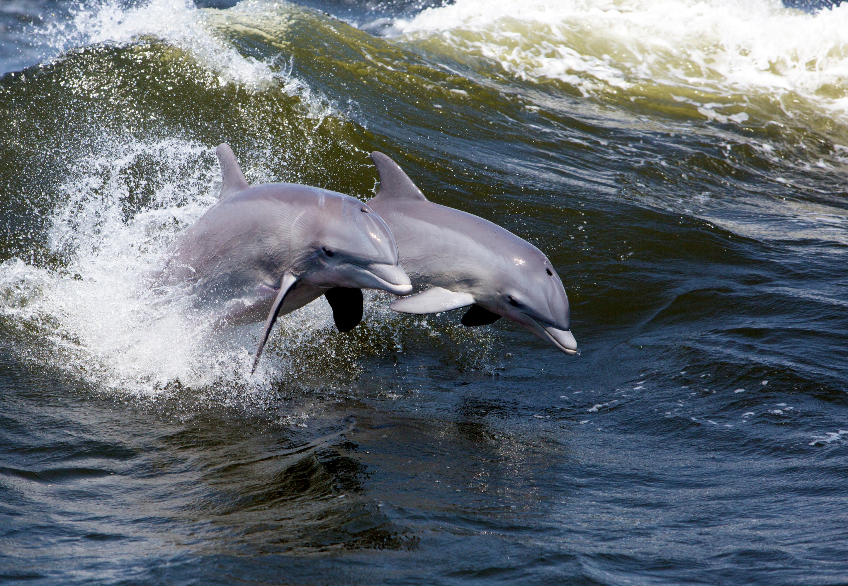 Two dolphins jumping out of the ocean water side by side.