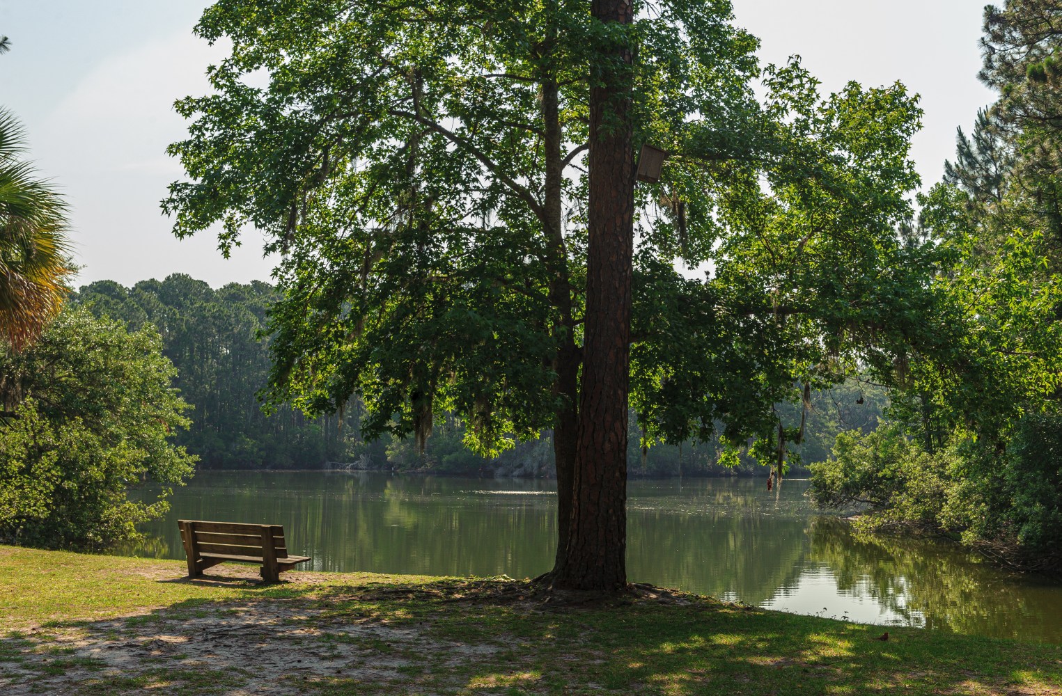 Bench by a lake with trees and calm water in the background.